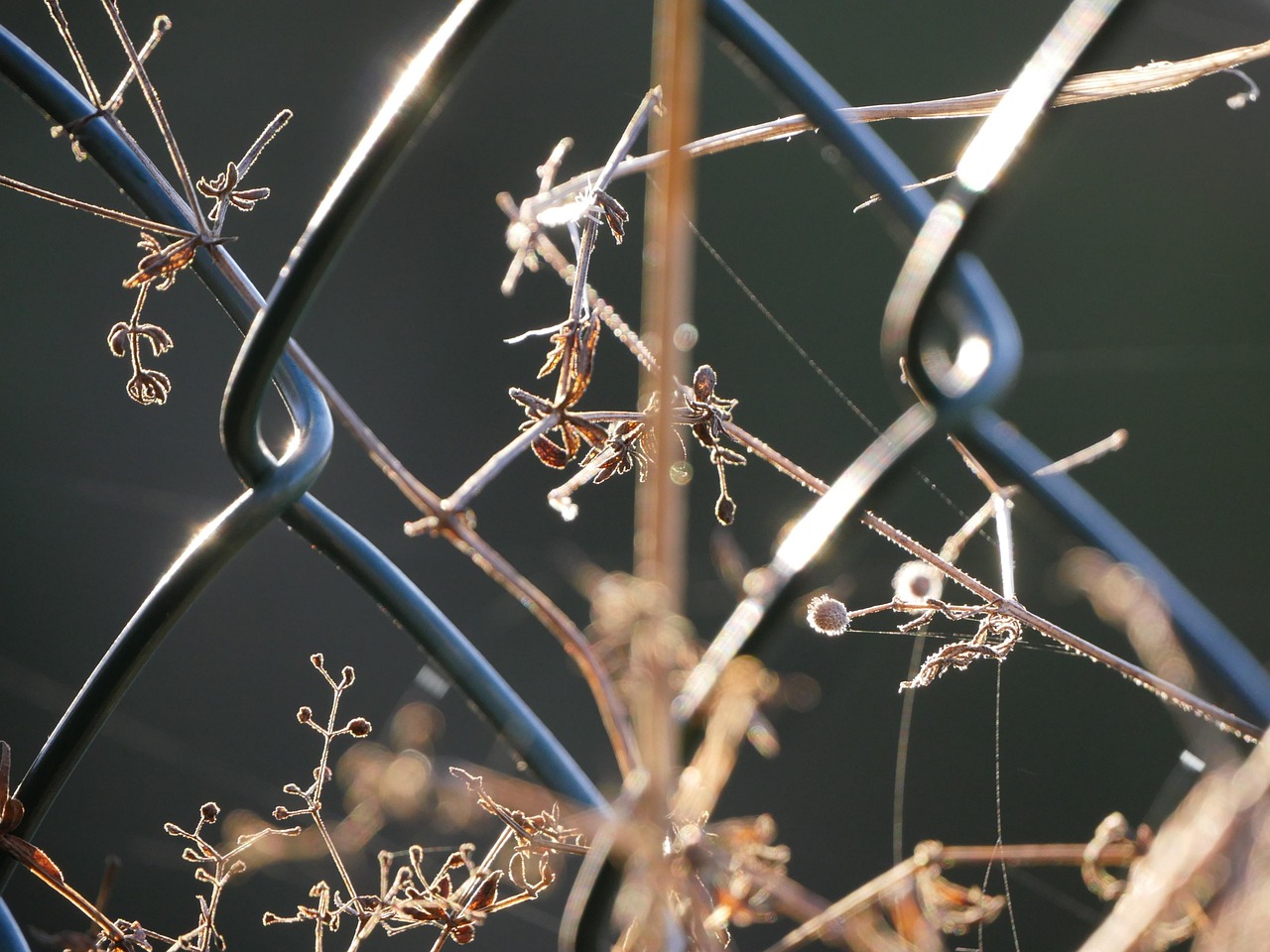 荷兰性比赛的独特魅力与文化内涵探索