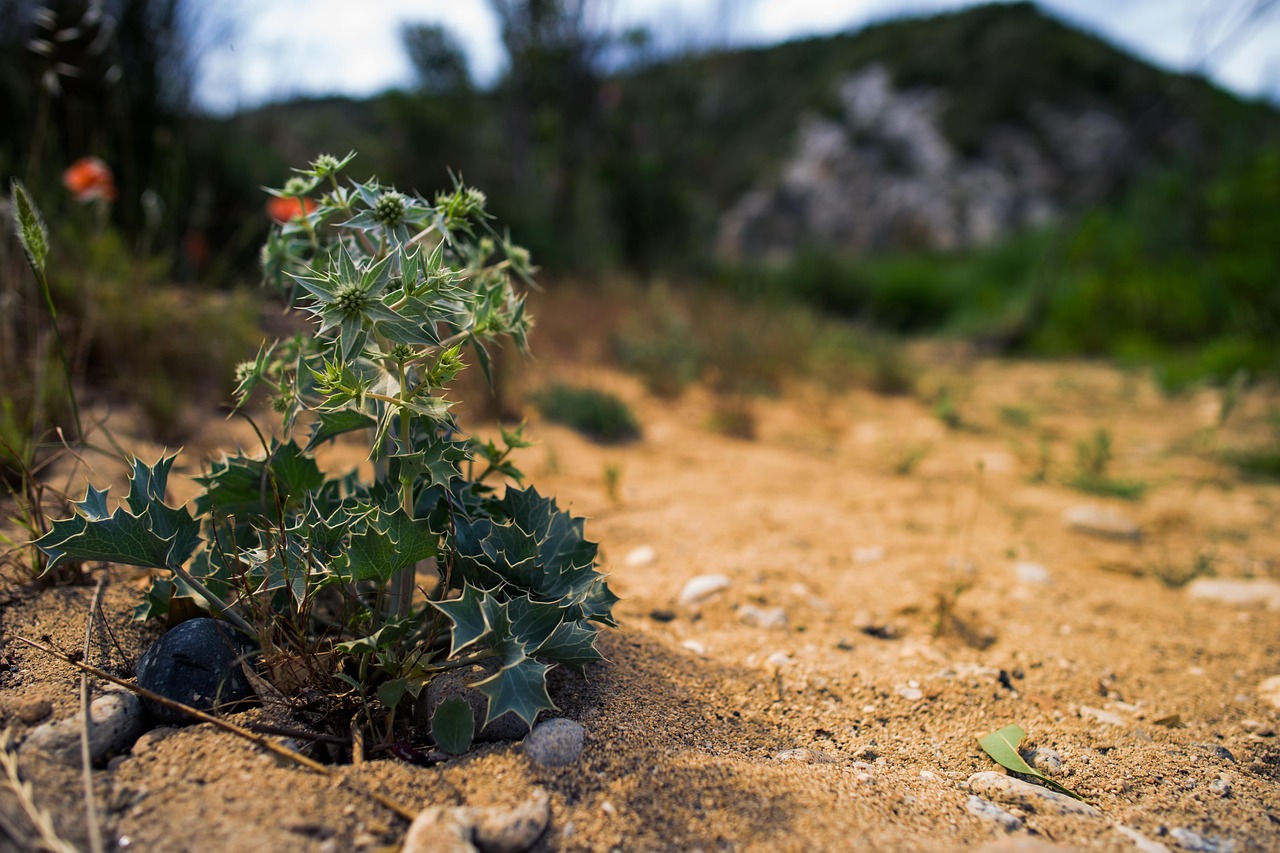 最新番茄品种探索,未来种植的新选择介绍