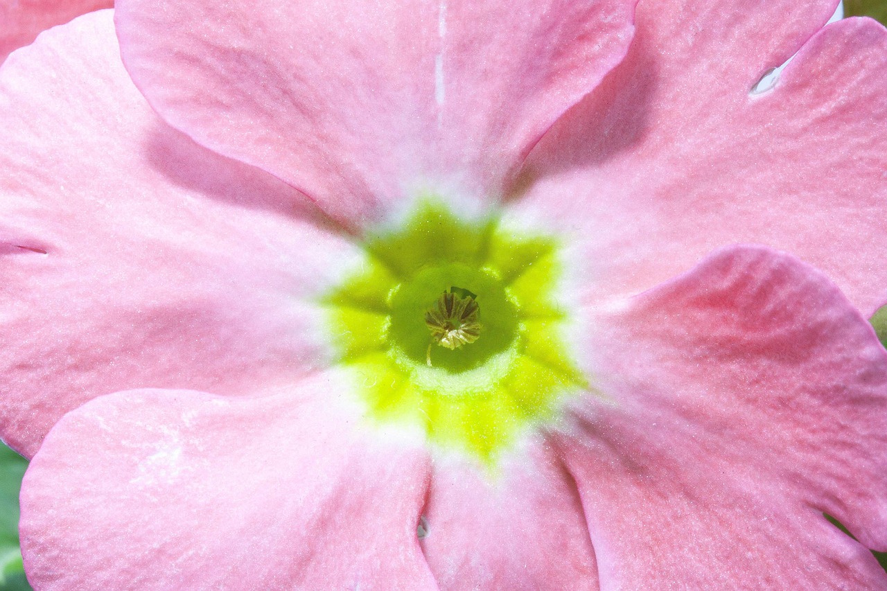 最新番茄品种探索,未来种植的新选择介绍