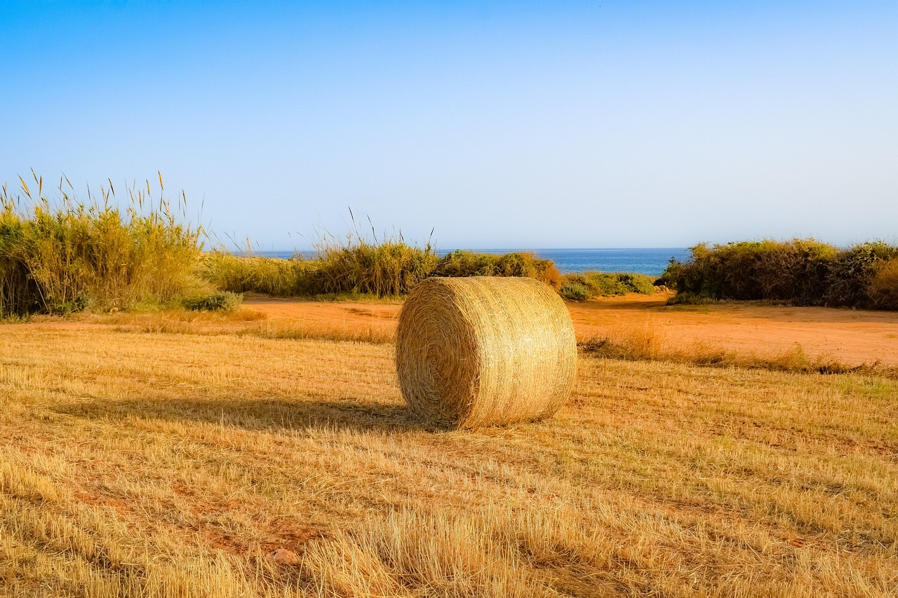 麦冬价格走势及市场分析