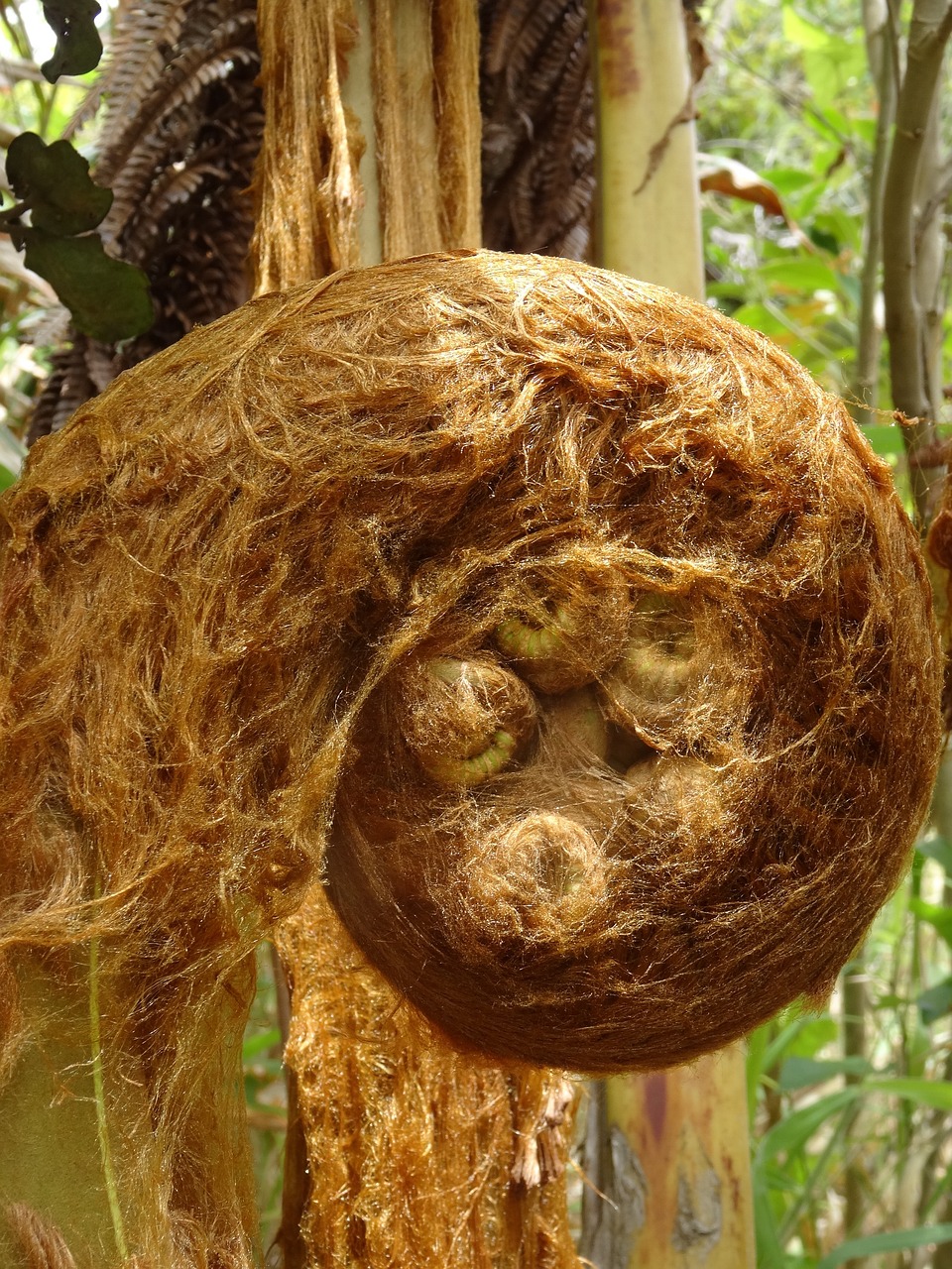 夏威夷火山动态,自然之力的壮丽展现