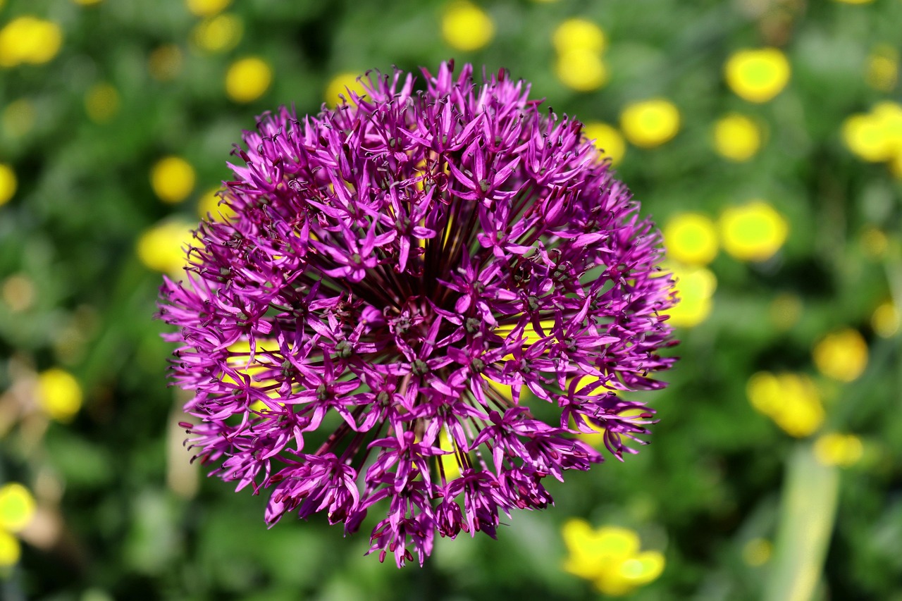 长春领克4S店最新资讯,动态更新与未来展望