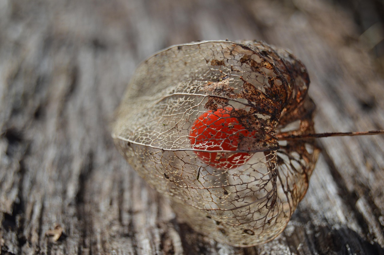 OLED电视最新动态,革新与未来的交汇点,引领视界革命!