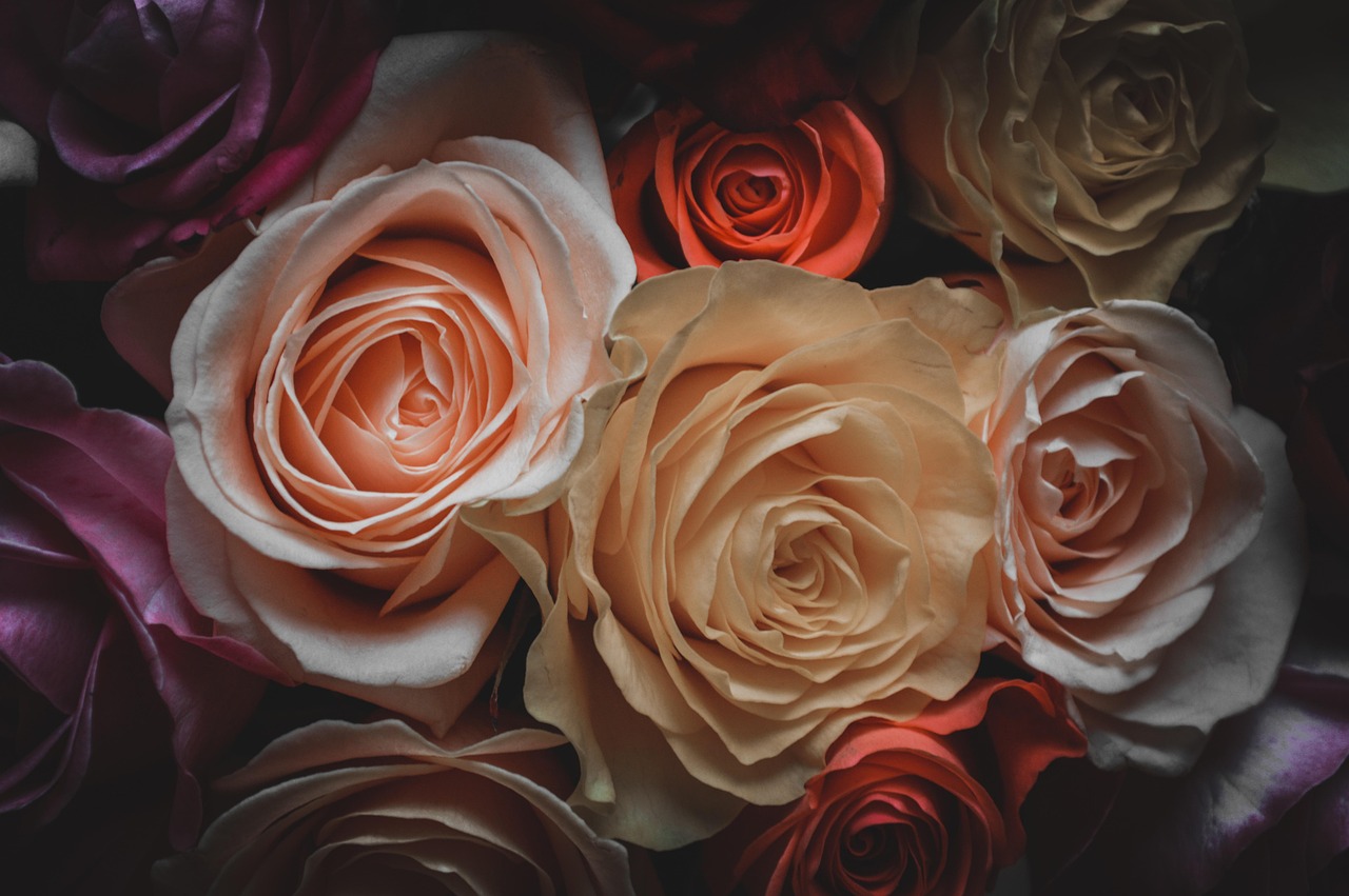 最新同性题材小说,真实与虚构的情感世界的探索