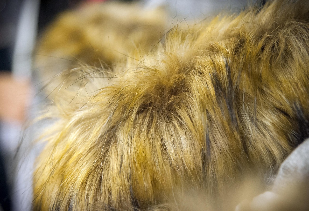 柴犬最新动态,时尚潮流与温馨生活的交融典范