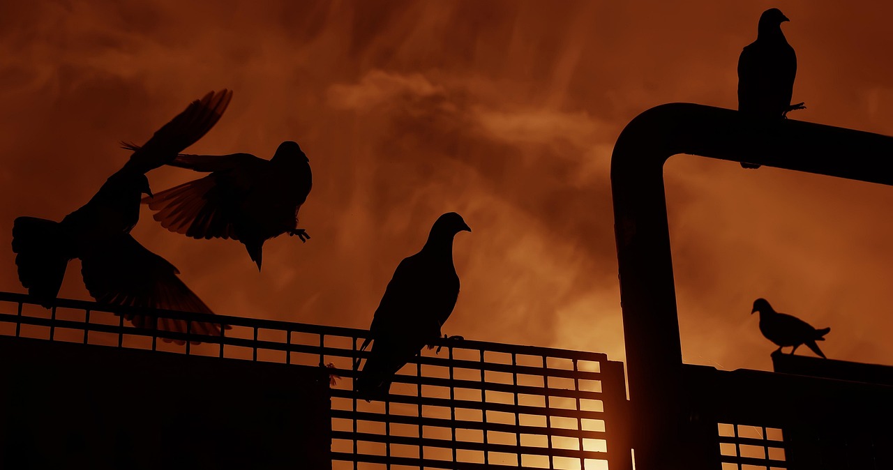 动漫夕阳壁纸,艺术与技术的完美融合