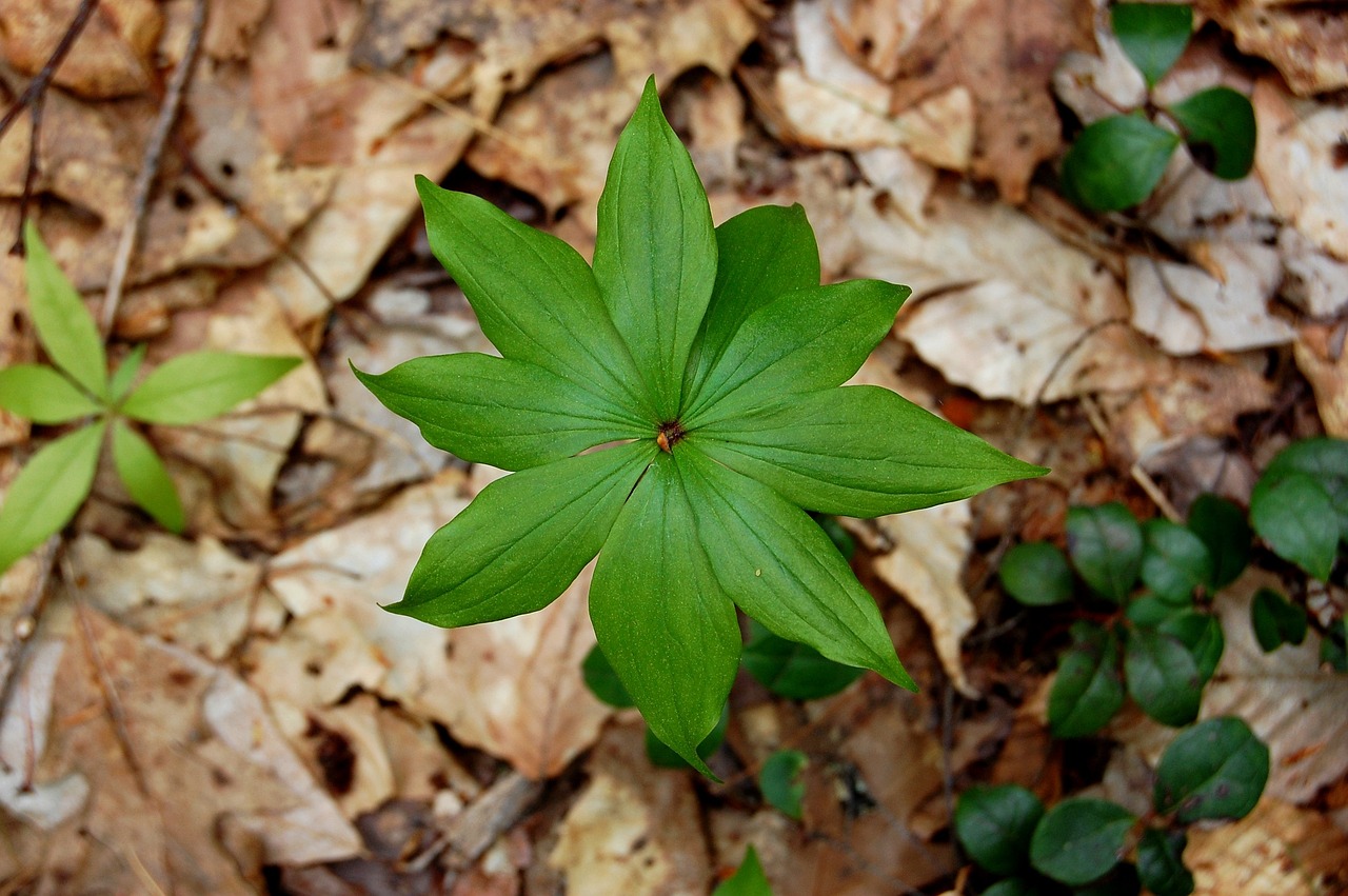 最新黄连行情分析与概述