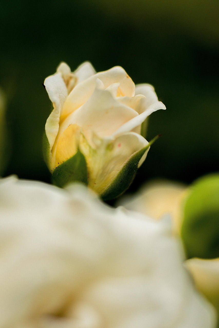 邯郸阳光东尚最新动态,城市发展的璀璨新星崛起