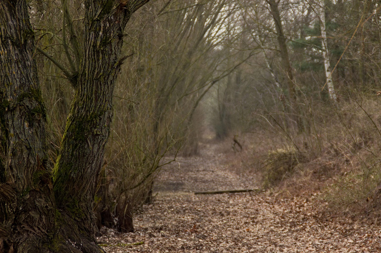 三台麦冬最新市场价格动态及行情分析