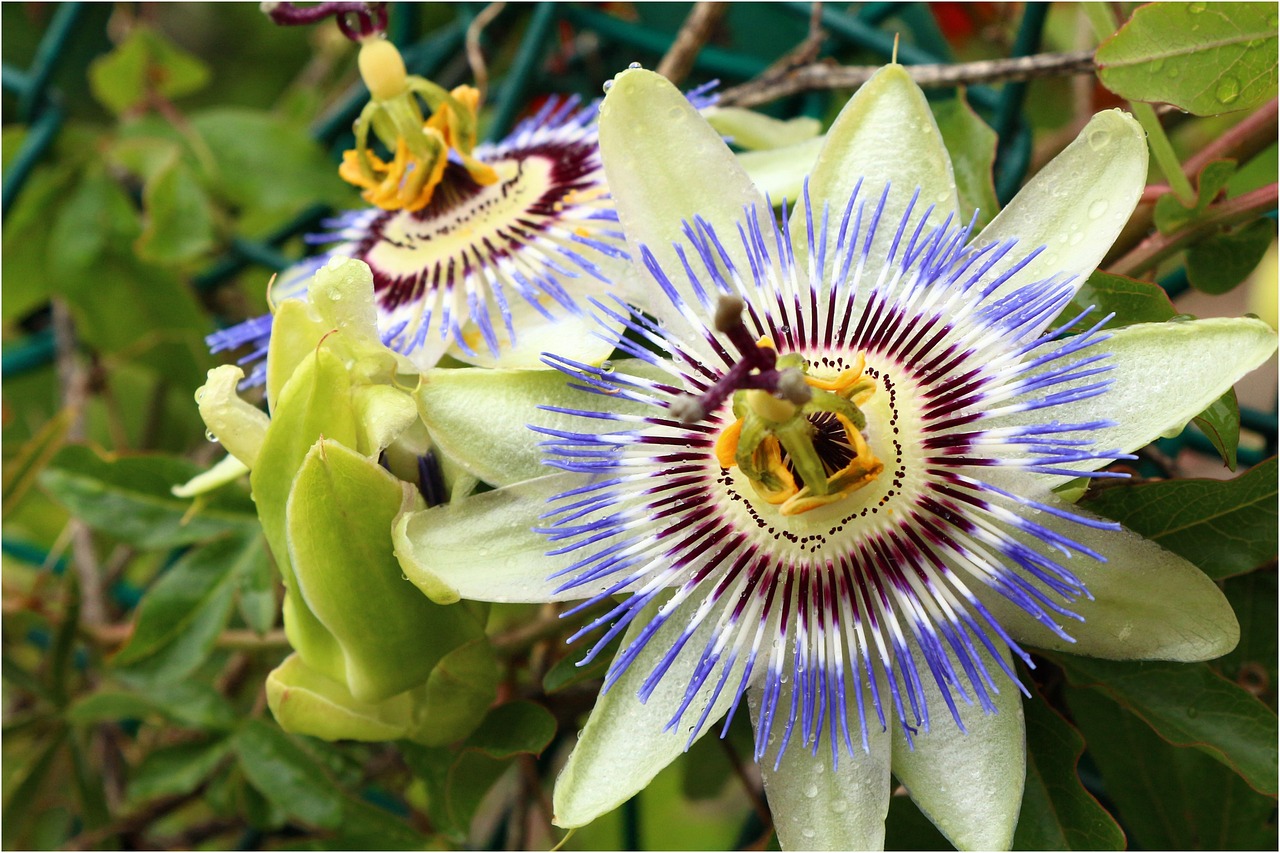 自然馈赠的珍稀宝藏,最新山货大盘点