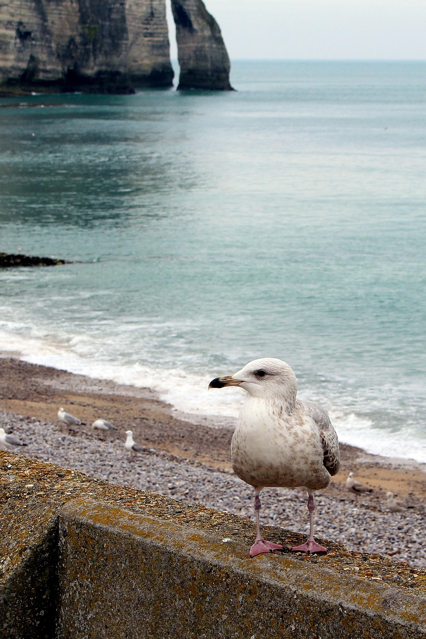 郑州百荣商业新力量,蓬勃发展的商业动态与未来展望