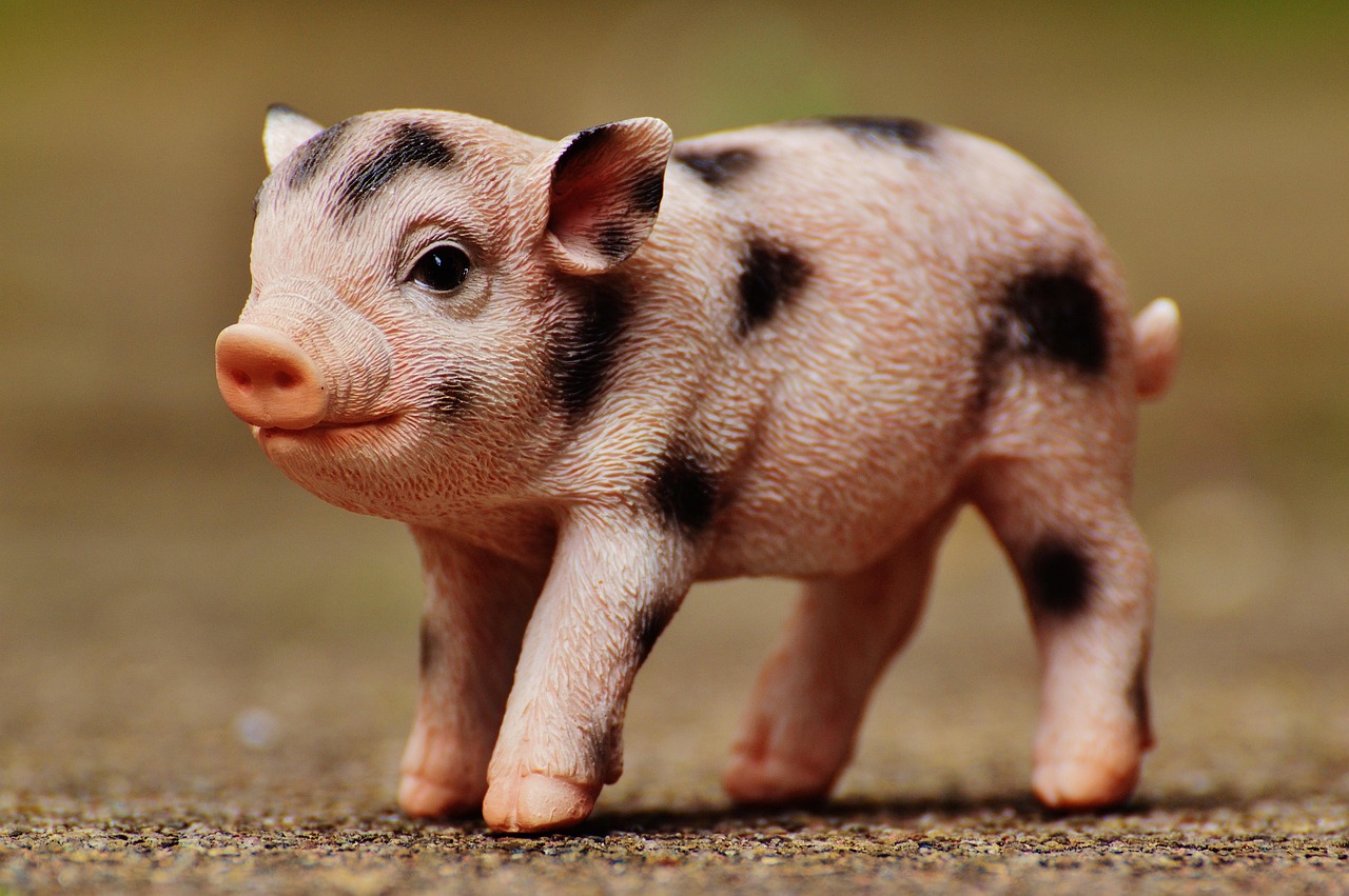 辽宁生猪价格行情及分析今日更新,最新猪市动态揭秘