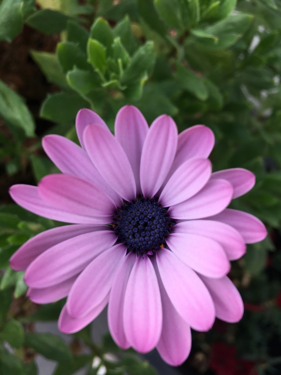 科技与美学之巅,樱花动漫手机完美融合