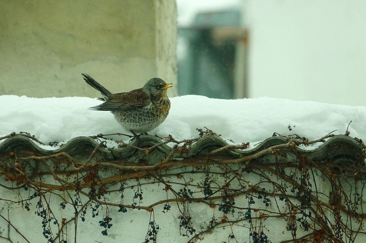 全球抗击冬季极端天气,雪灾最新动态与影响