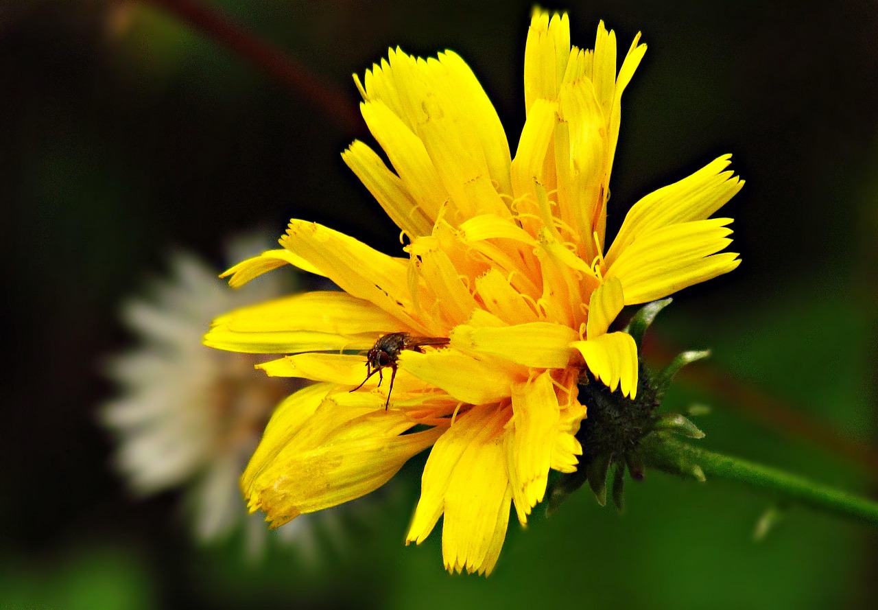 邢台德诚花园最新动态,园林艺术与生活美学的绽放
