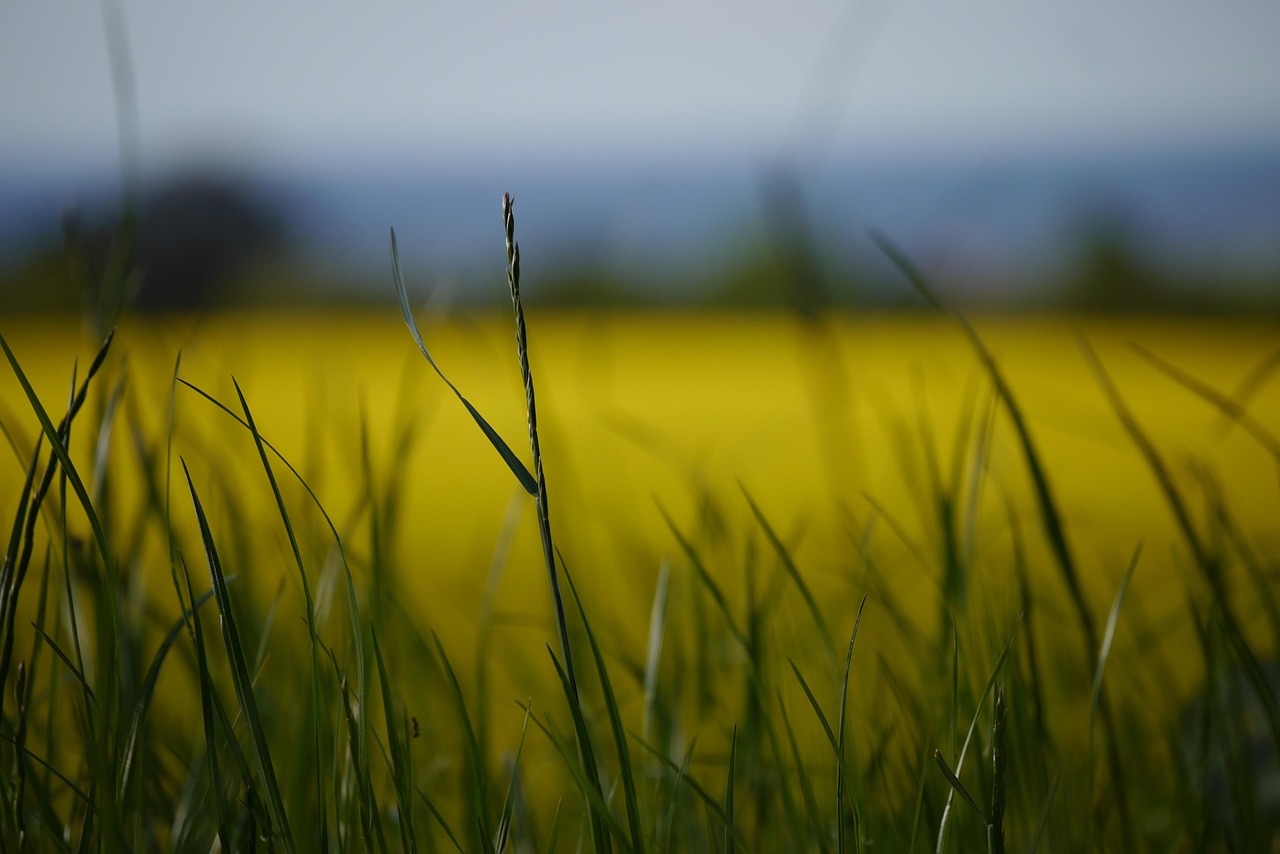 蔬菜种植上市公司的崛起与挑战,行业透视与前景分析