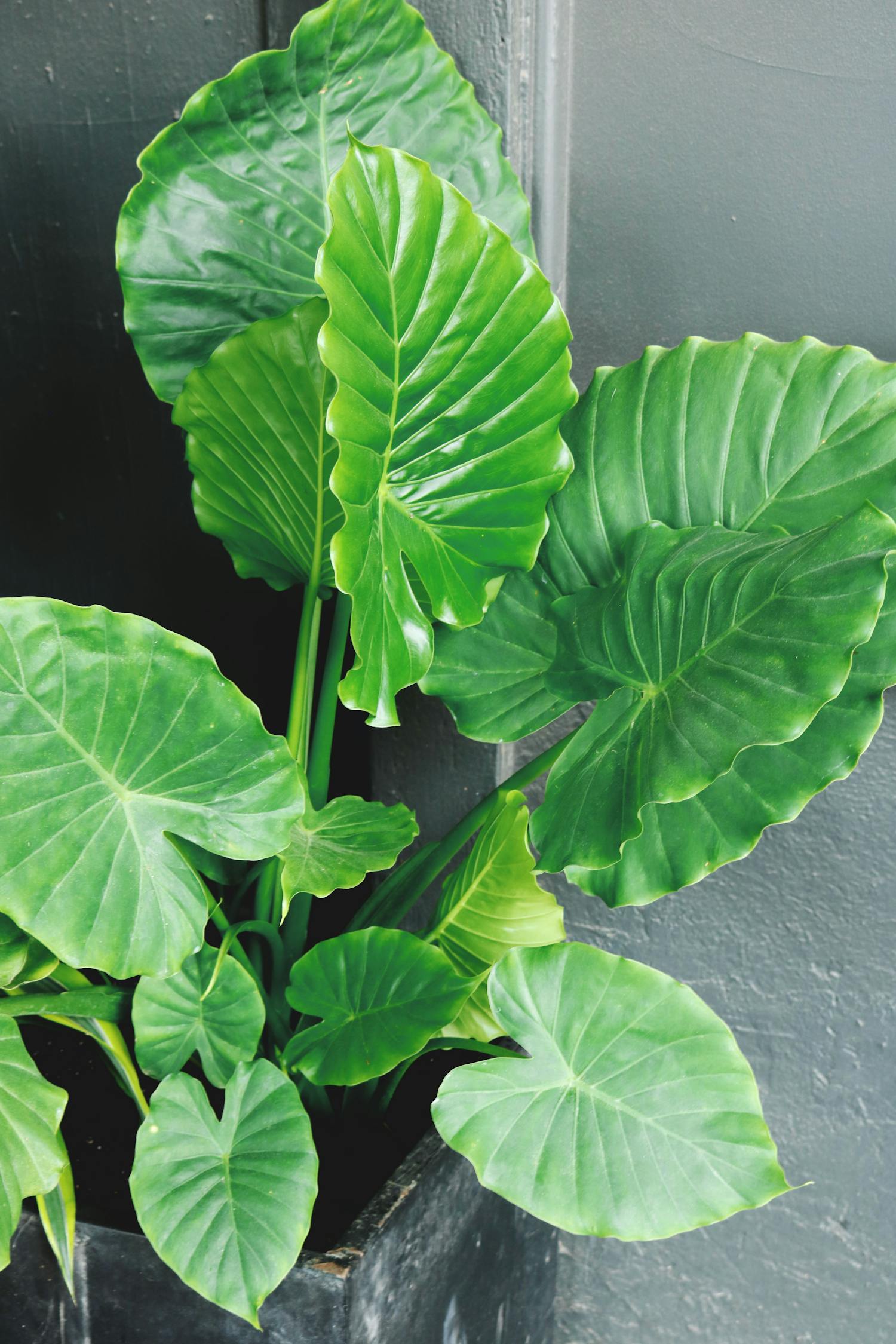 露台菜园新风尚,绿色生活的新选择