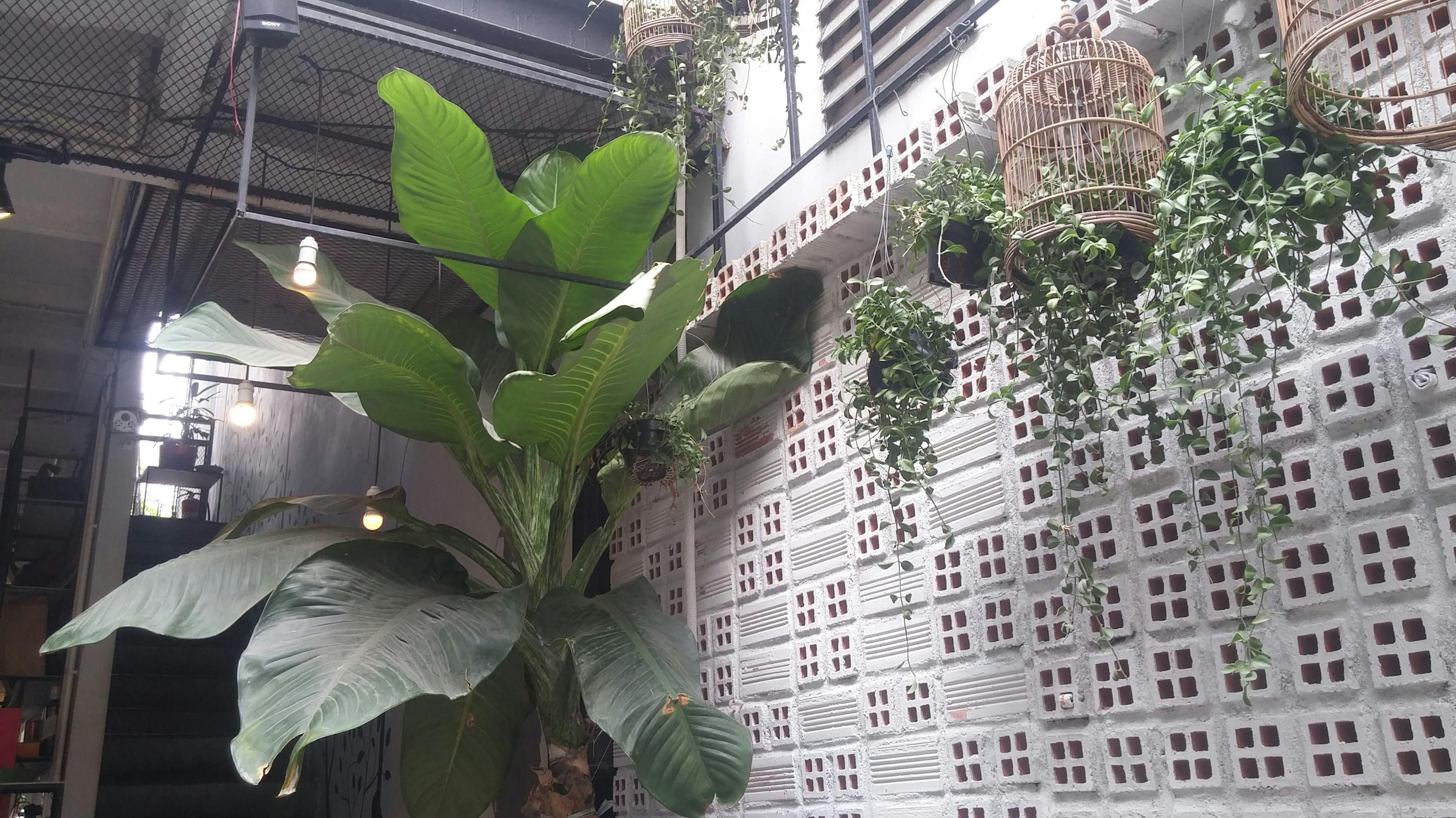 露台菜园新风尚,绿色生活的新选择