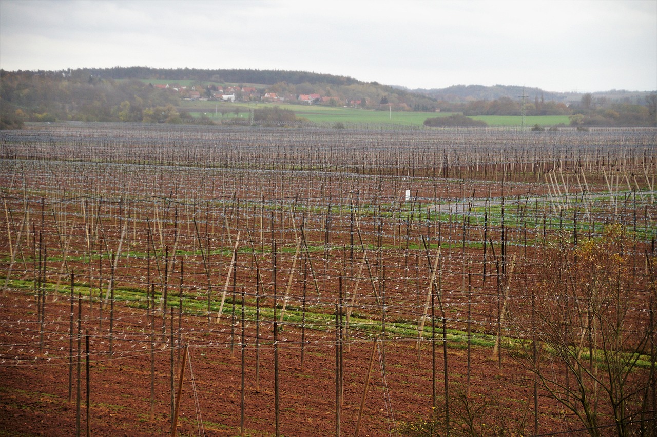 农博士行动最新篇章引领农业现代化,助力乡村振兴新篇章开启!