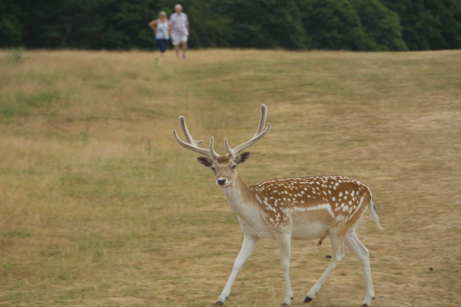 柳州杨柳郡新篇章,动态更新的城市风采