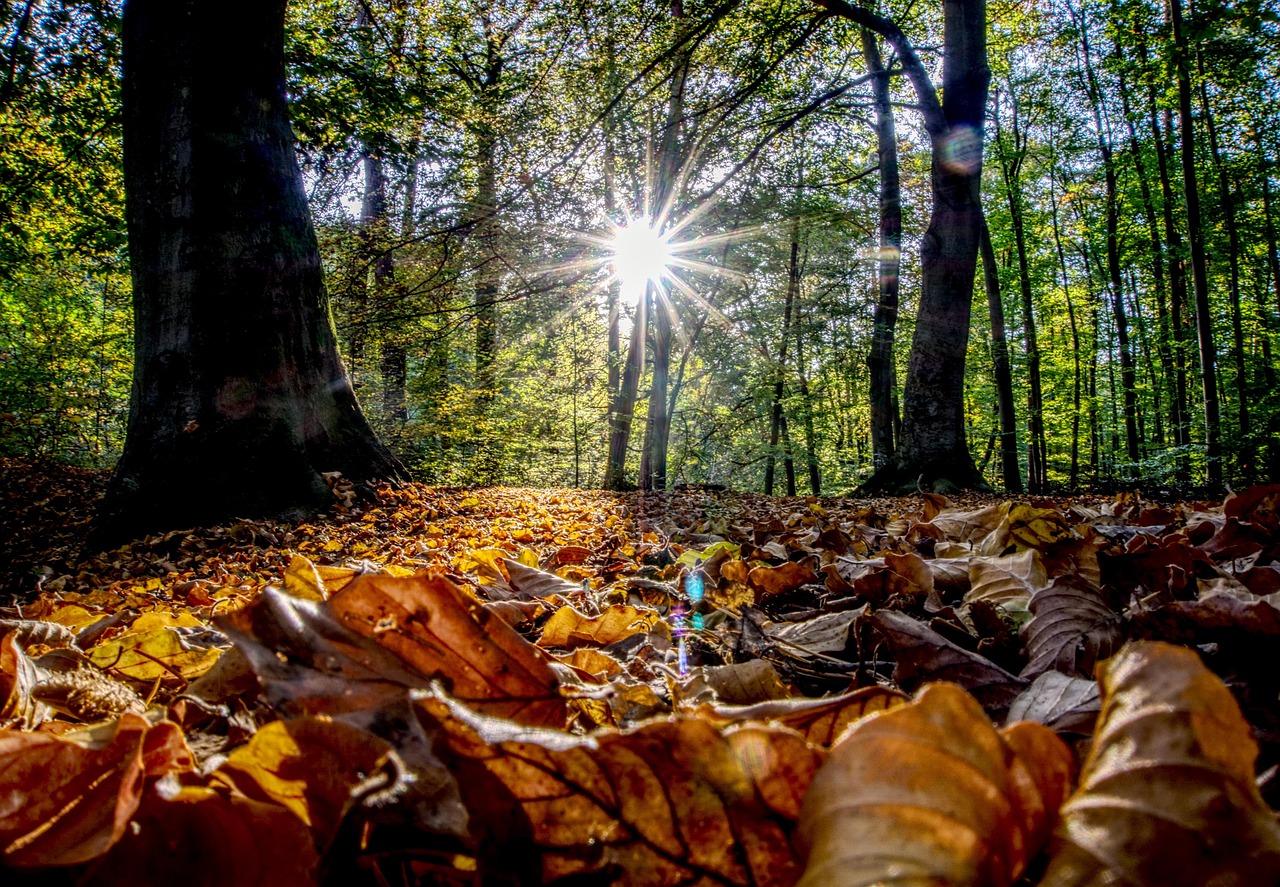 王冕新动态,艺术之路上的耀眼新星