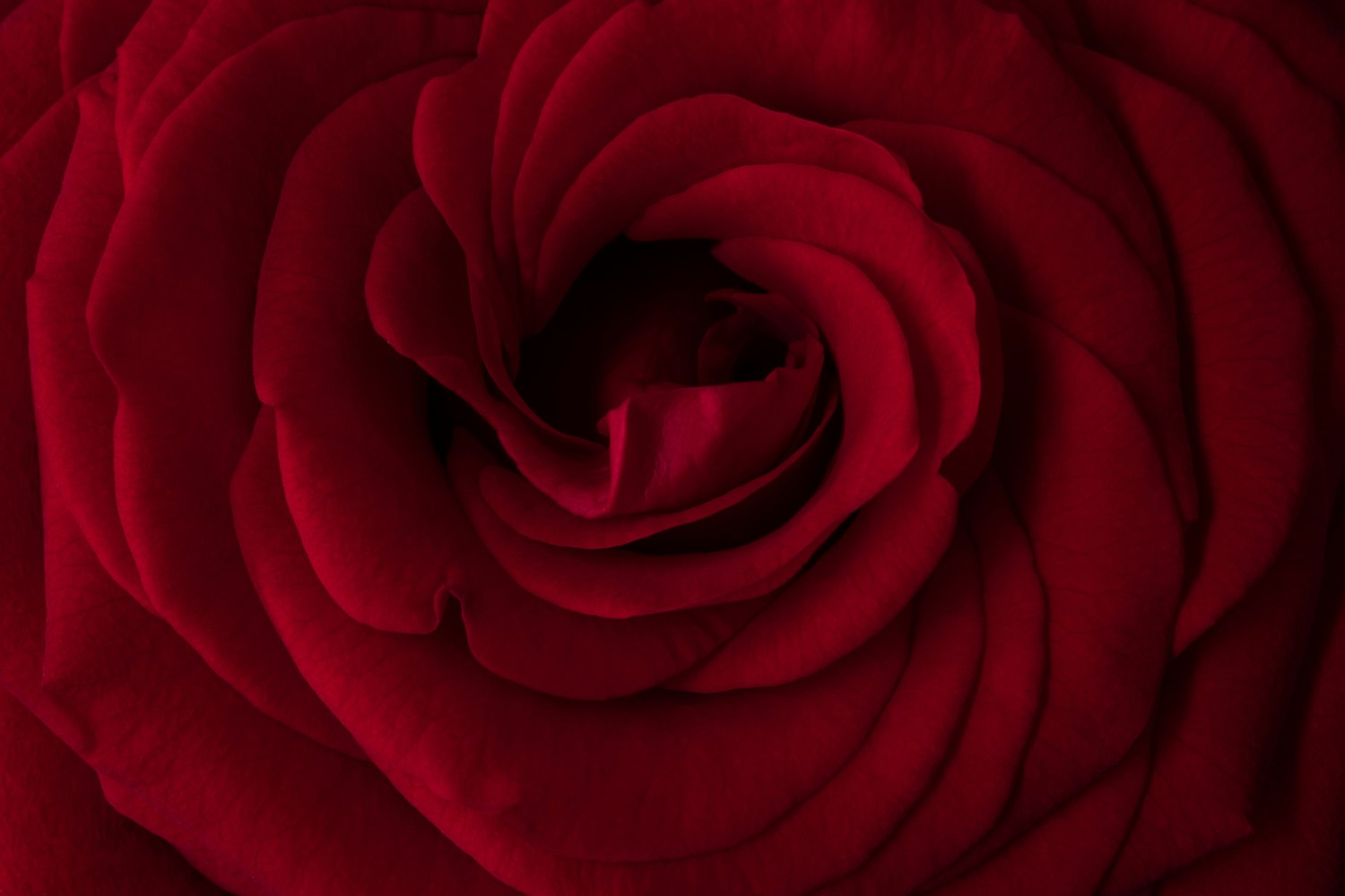 巴黎野玫瑰电影,光影交织的浪漫与真实