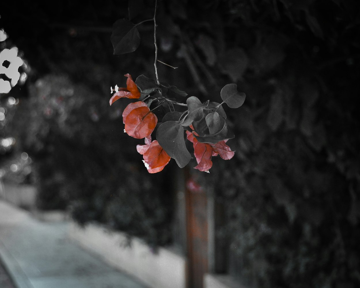 最新情侣网名发布平台,爱的浪漫之旅启程