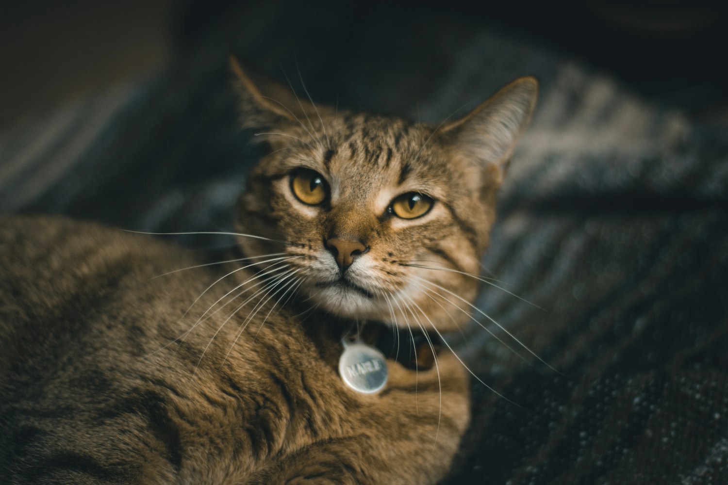 笑猫日记全新篇章,未知世界的奇幻探索之旅