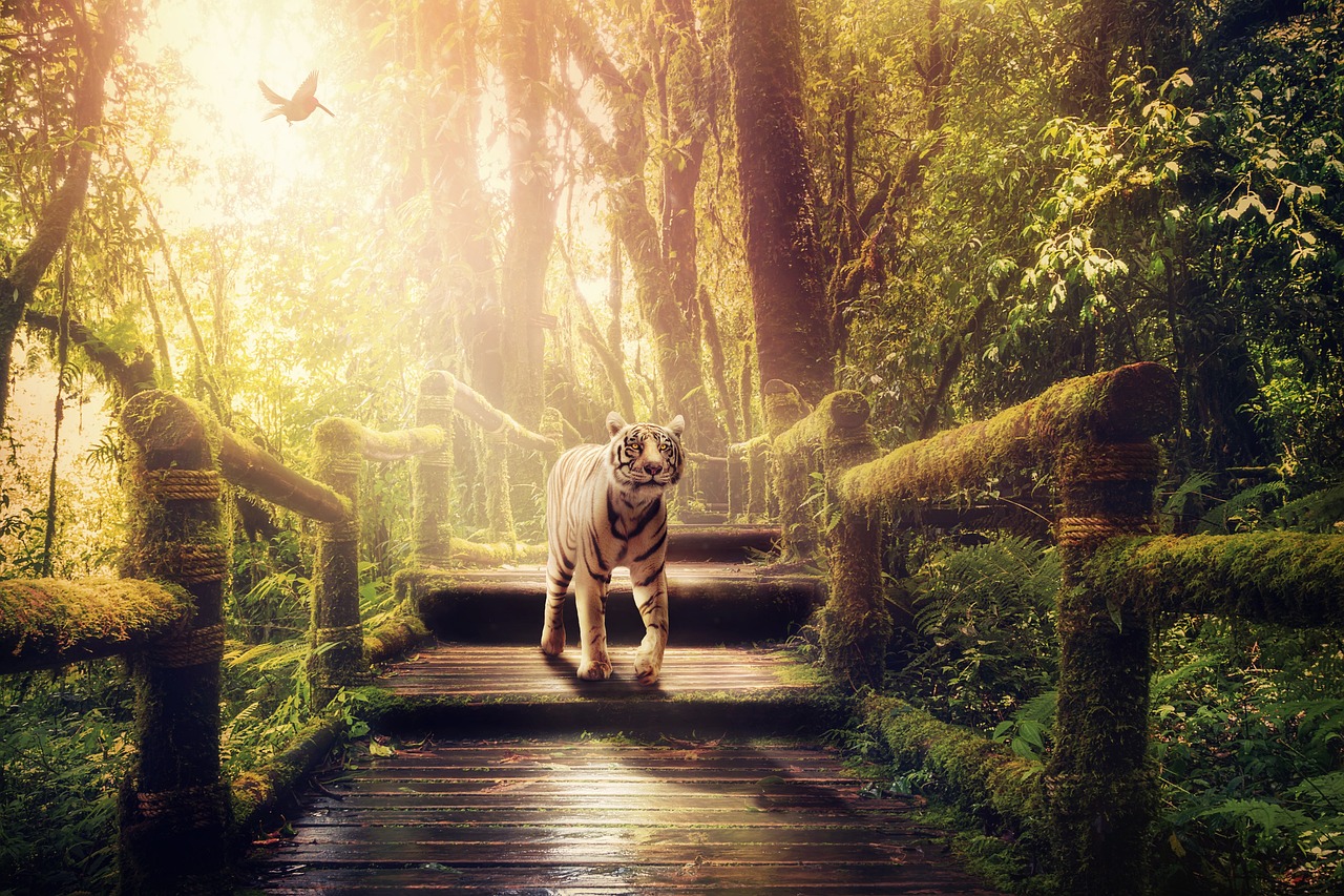 三级动画电影的魅力及前景展望