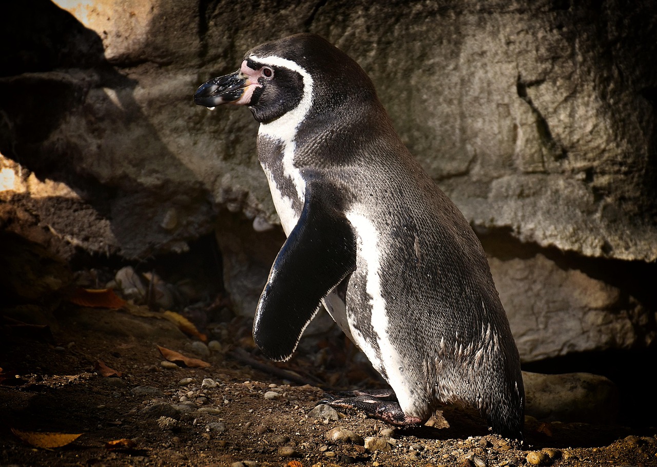 探索未知生物奥秘,最新动物世界揭秘