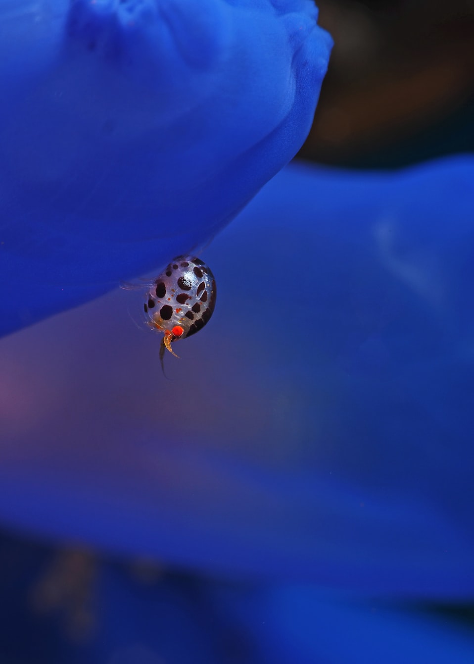 球球与白块最新版本的奇妙冒险探索